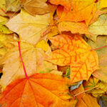 Frunze pentru mulcire gradina