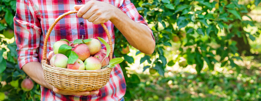 Sistem picurare livada pentru a obtine mai multe fructe
